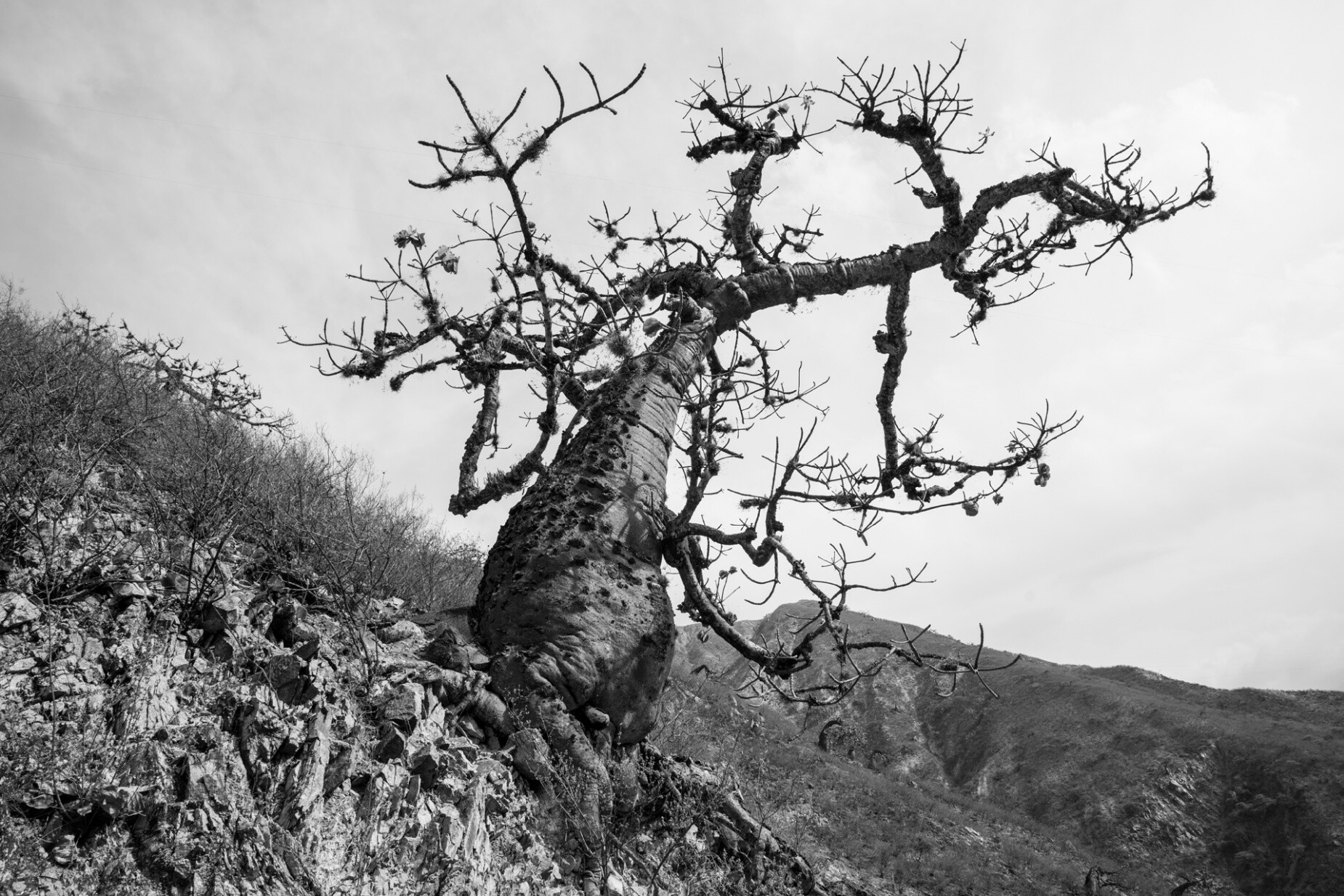 Frederik Buyckx - Colombian Baobab