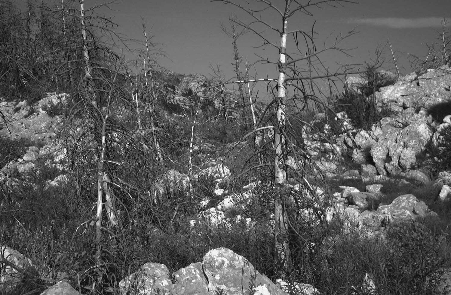 rcnx0040.jpg
