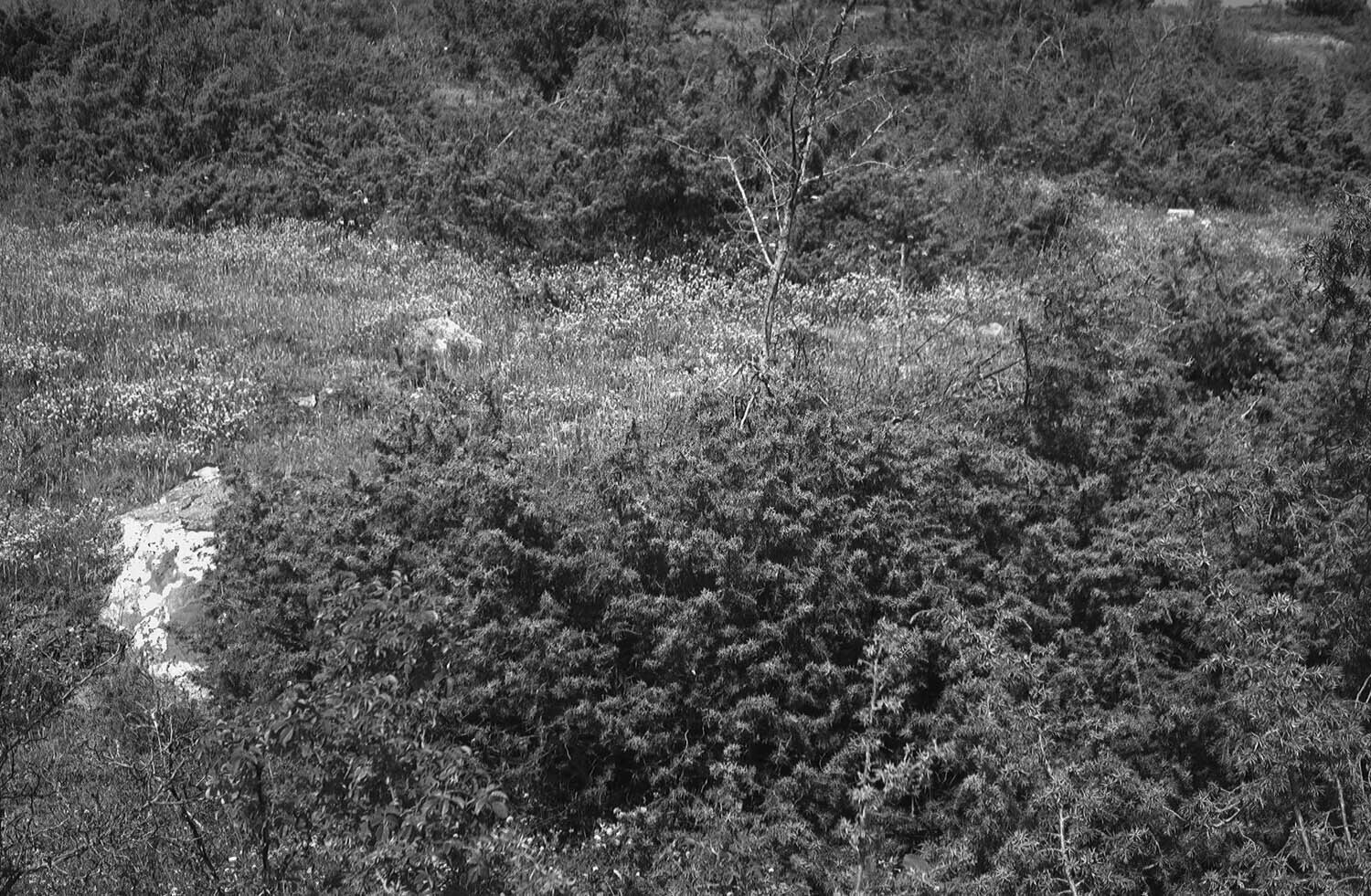 rcnx0048-(2).jpg