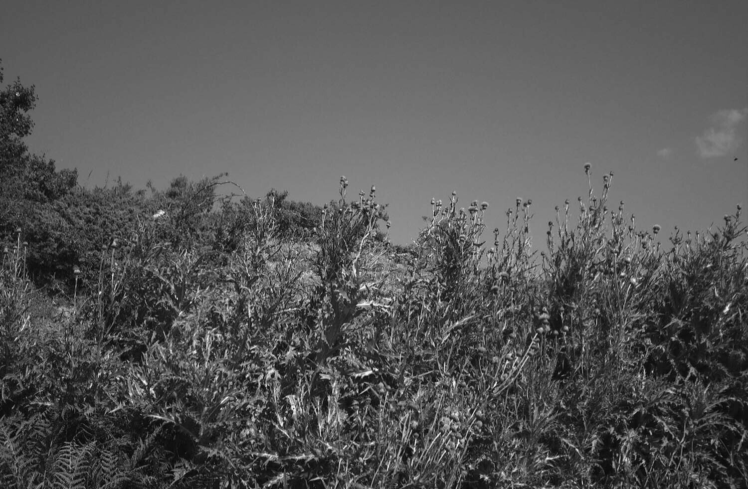 rcnx0062-(3).jpg