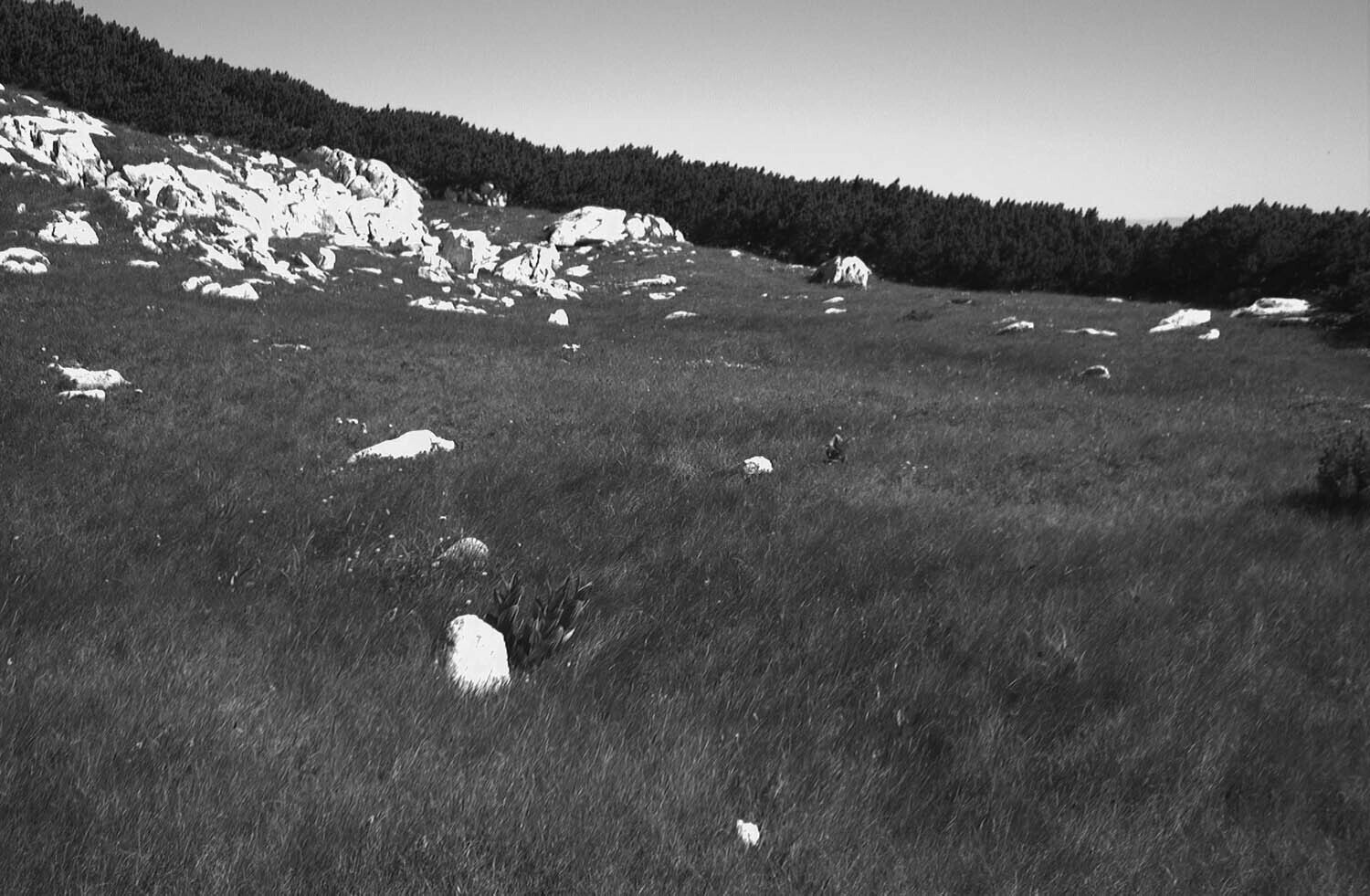 rcnx0067-(3).jpg