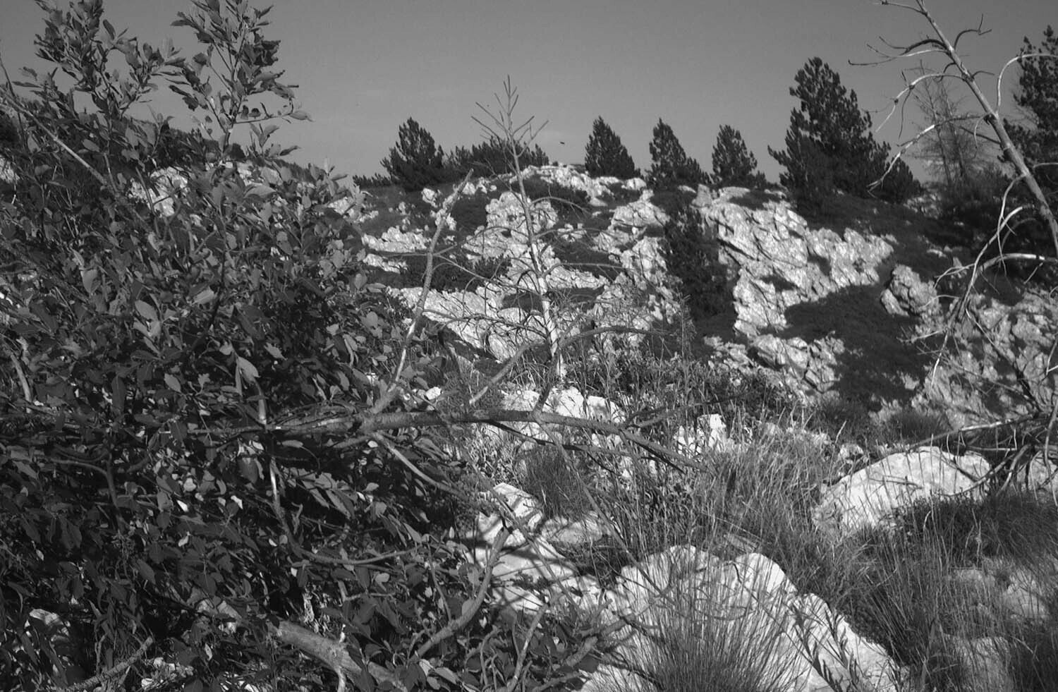 rcnx0098-(1).jpg