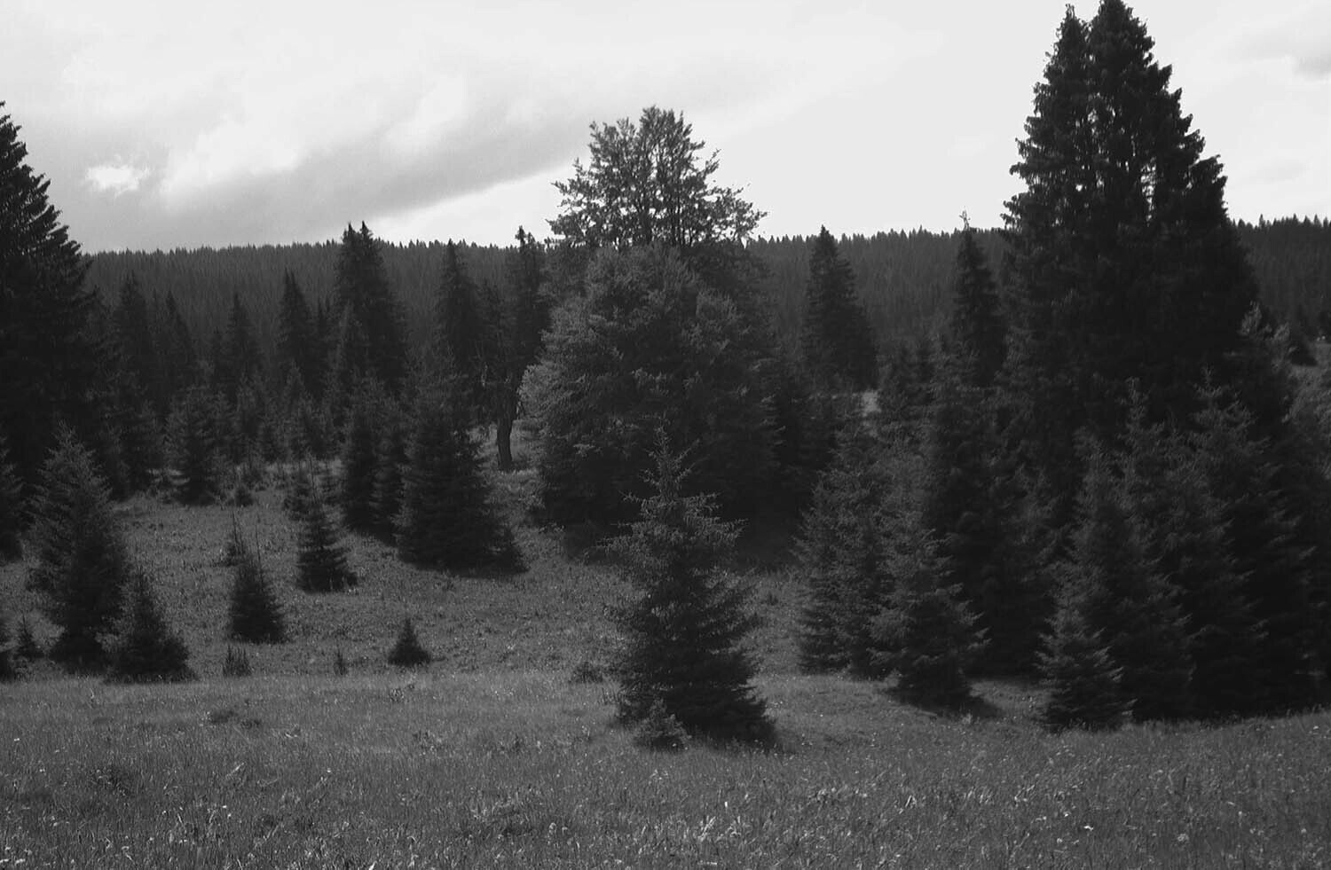 rcnx0229.jpg