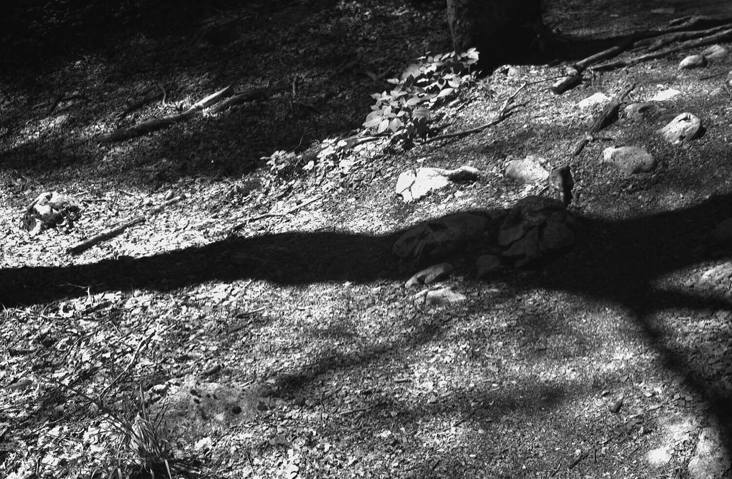 rcnx0233-(2).jpg