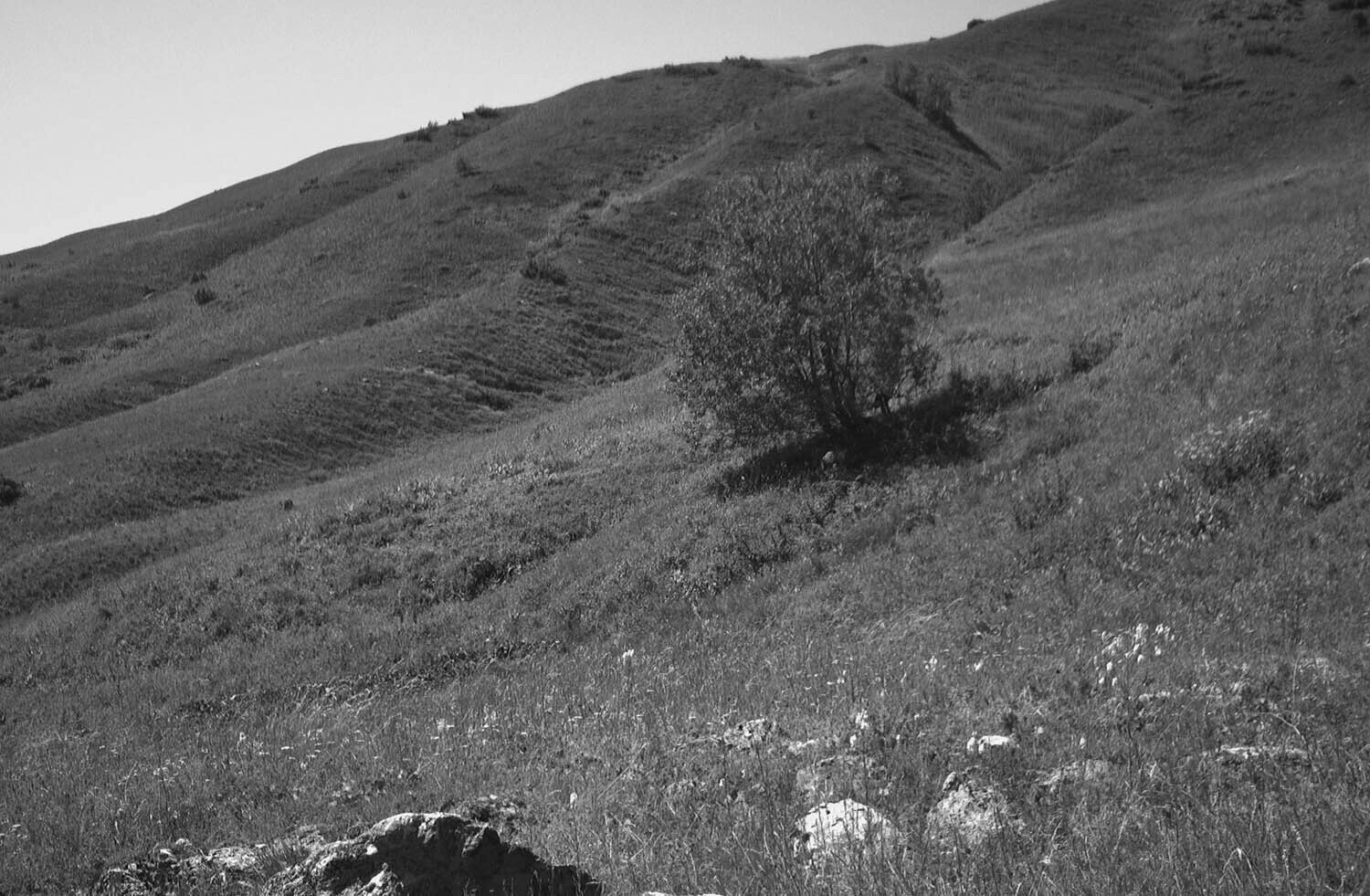 rcnx0280-(2).jpg