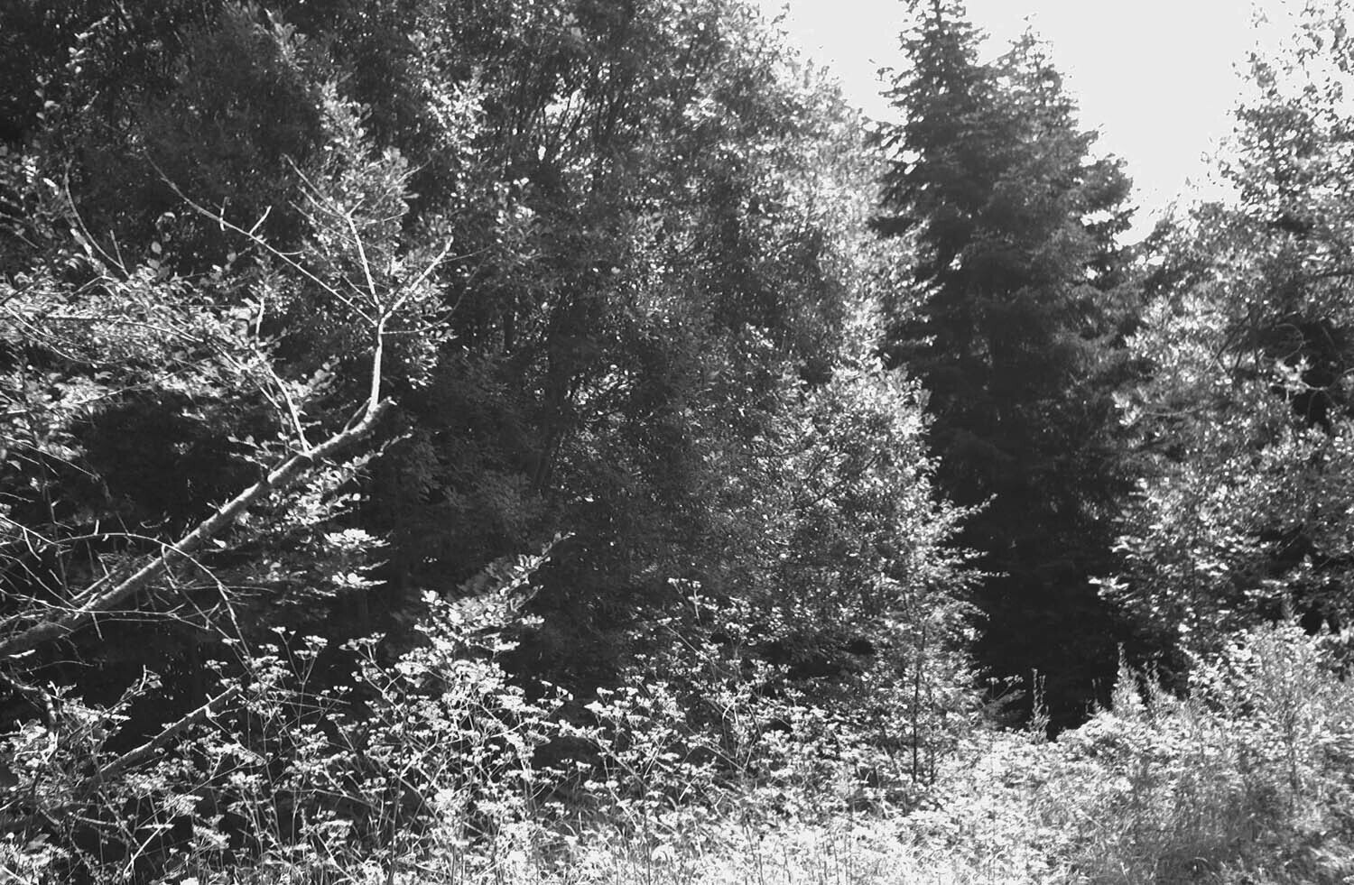 rcnx0584-(2).jpg