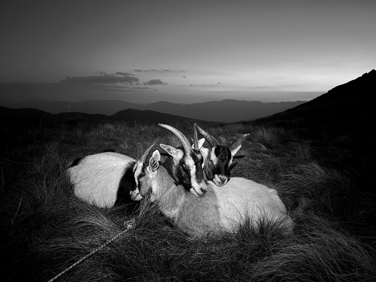 WHEN THE FLOWERS COME